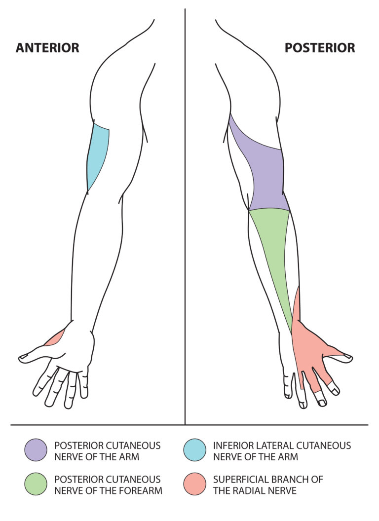 Upper Limb Nerve Lesions Part The Radial Nerve Medical Exam Prep