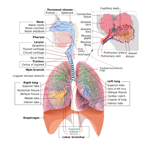 The Oxygenator Assessment – Part 1 - Medical Exam Prep