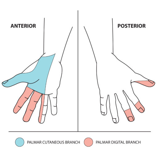 Upper Limb Nerve Lesions (Part 3 – The Median Nerve) - Medical Exam Prep