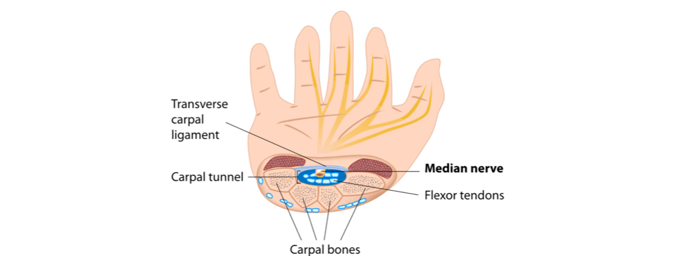 Upper Limb Nerve Lesions (Part 3 – The Median Nerve) - Medical