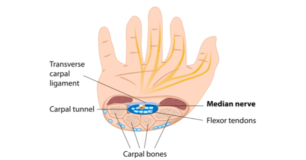Upper Limb Nerve Lesions (Part 3 – The Median Nerve) - Medical Exam Prep