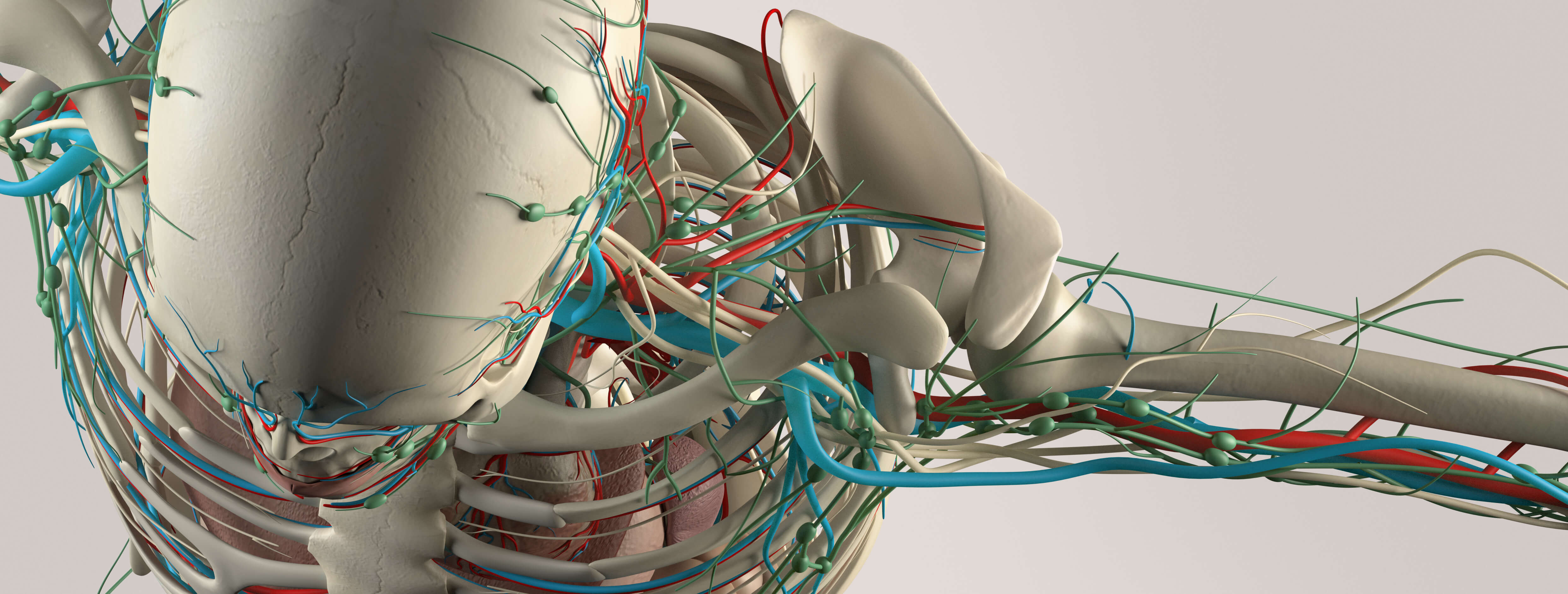 Ulnar Nerve Anatomy & Function