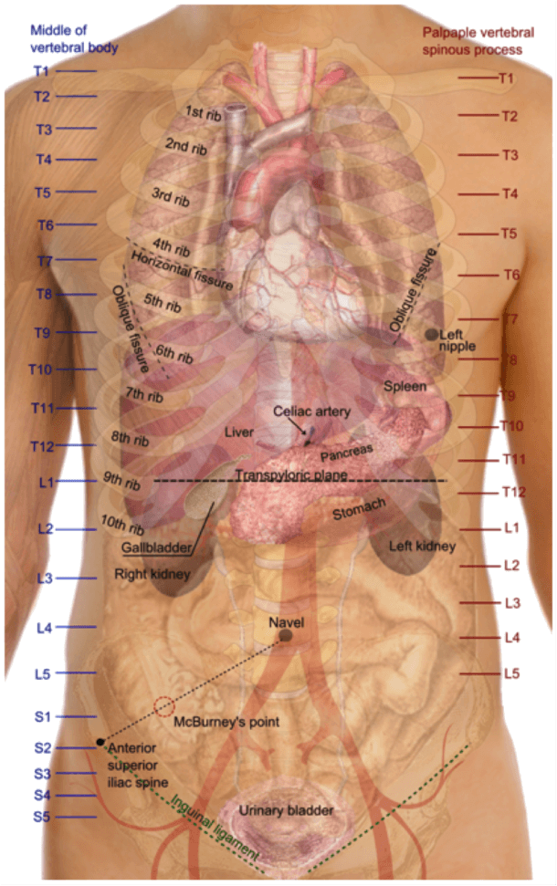 Understanding Vertebral Levels - Medical Exam Prep