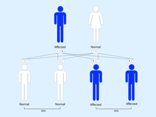 Mendelian Inheritance - Medical Exam Prep