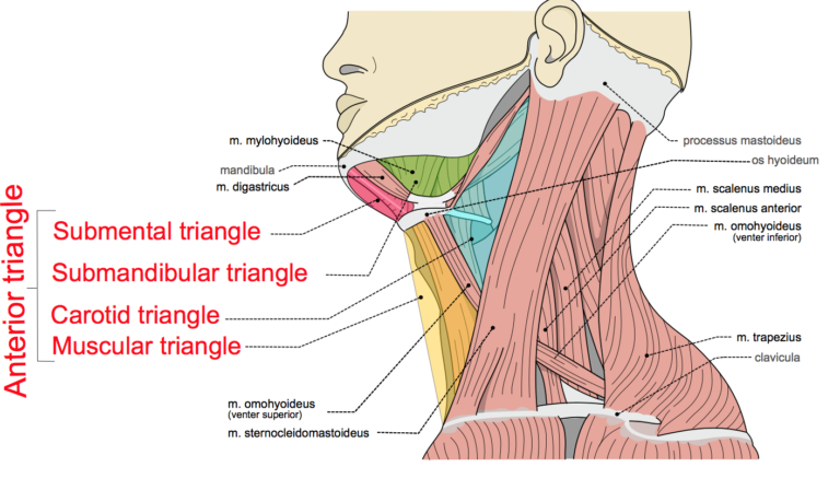 Triangles Of The Neck Part 1 The Anterior Triangle Medical Exam Prep 5620