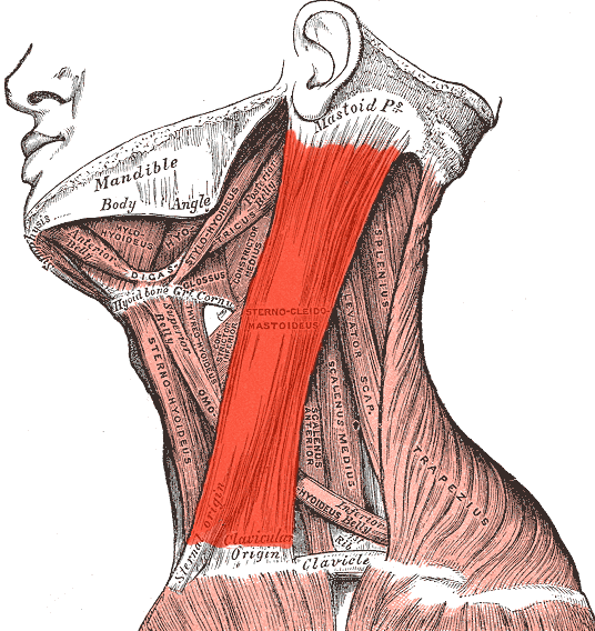 Triangles of the neck: Anatomy, borders and contents