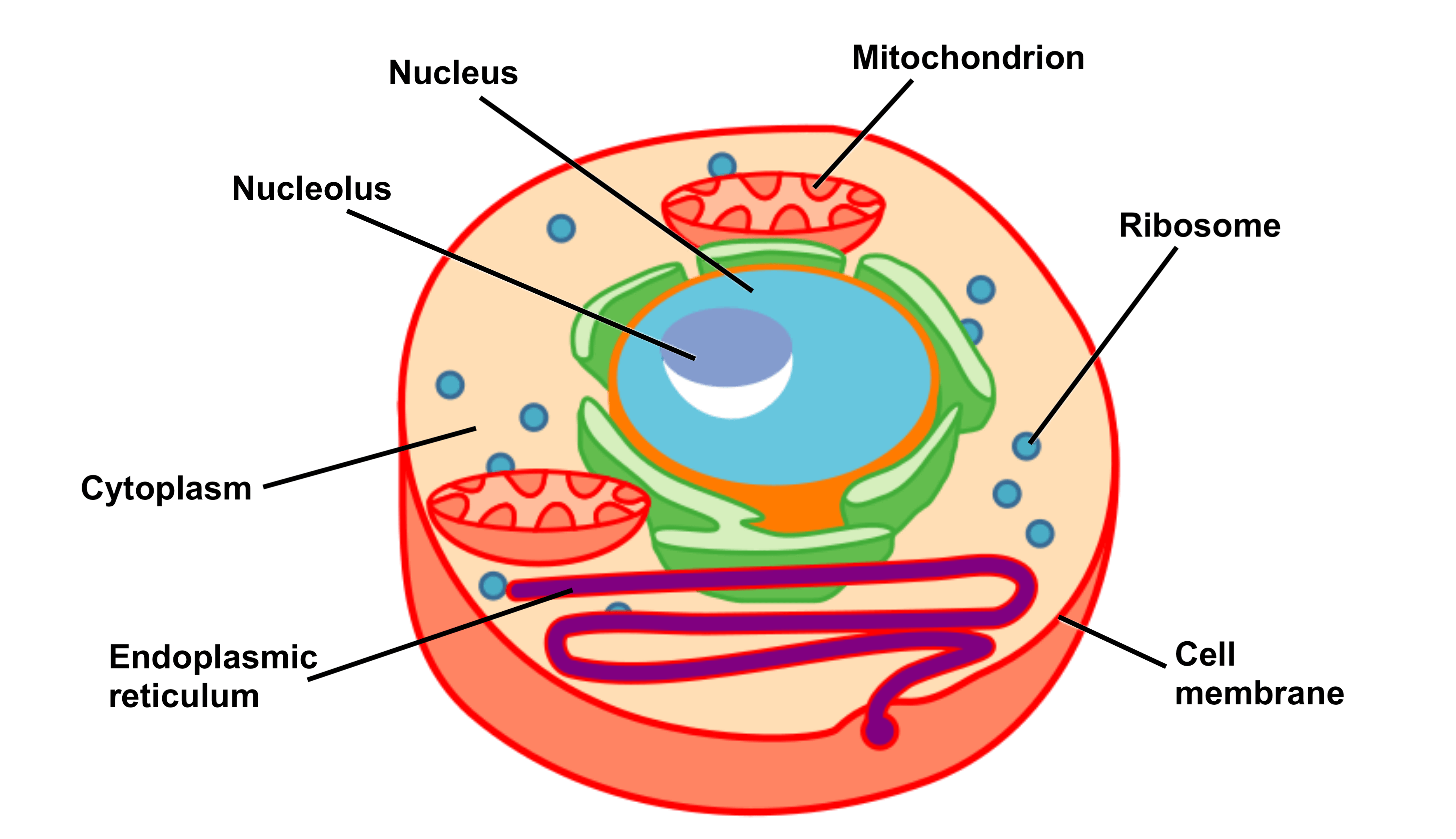 Cell Structure And Function Part 1 The Organelles Medical Exam Prep