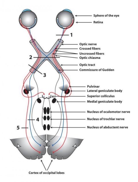 The Visual Pathway And Visual Field Defects Medical Exam Prep 