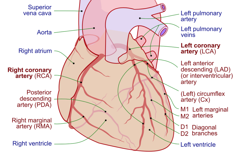 test-your-ecg-knowledge-anatomy-physiology-medical-exam-prep