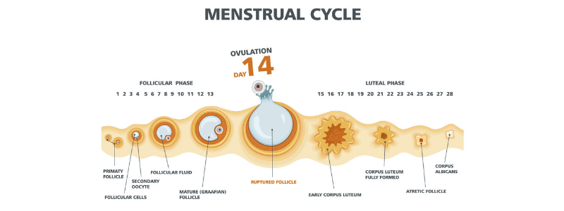 The Menstrual Cycle - Medical Exam Prep