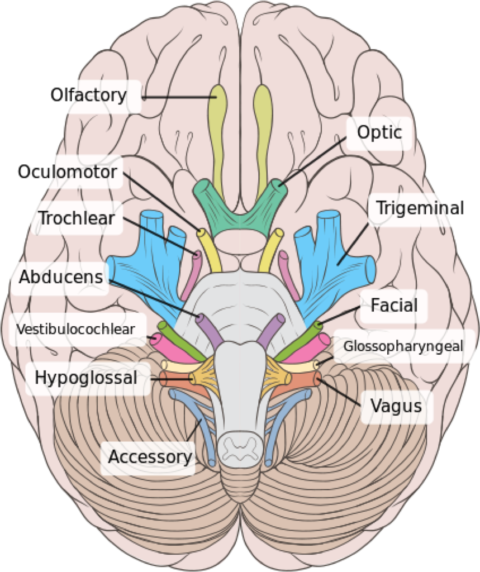 Overview of the Cranial Nerves - Medical Exam Prep