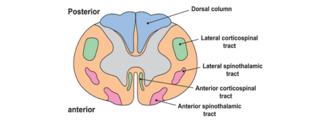 The Descending Tracts - Medical Exam Prep